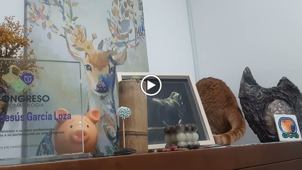 VETERAPIA-Centro de veterinaria integrativa, rehabilitacion, educacion y bienestar animal. — Del propietario