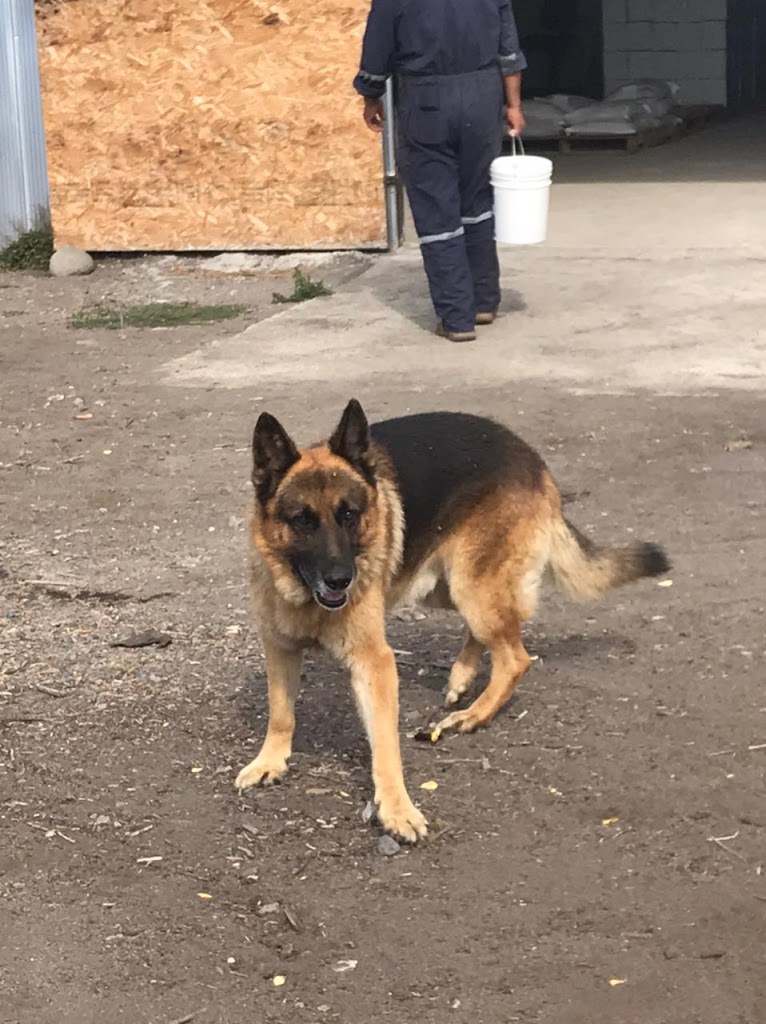 Perro