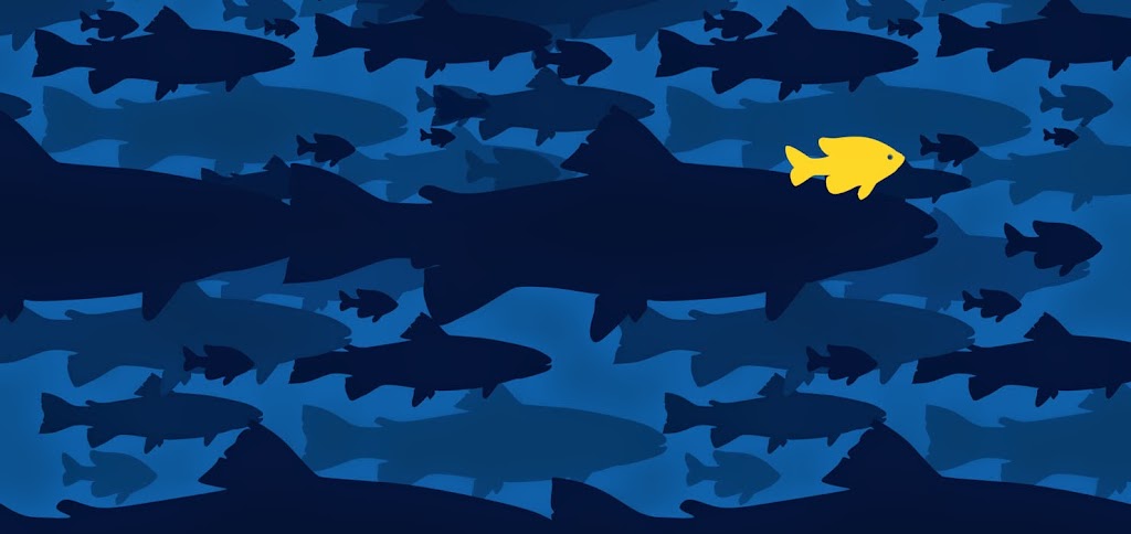 Little Fish Design Company