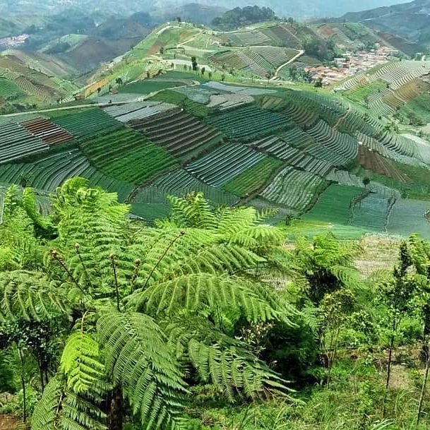 Bukit Mercury Sayang Kaak