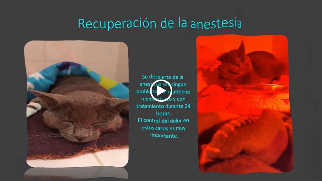 Clinica Veterinaria Parque San Benito — Videos