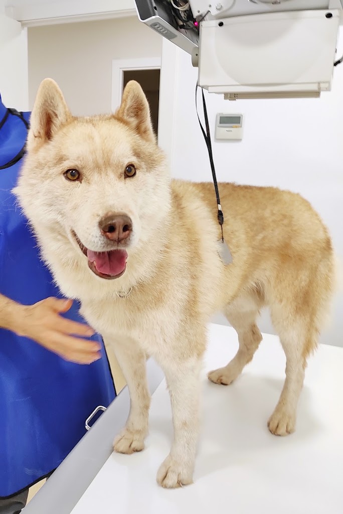 Clinica Veterinaria Vidavet Londres — Perro