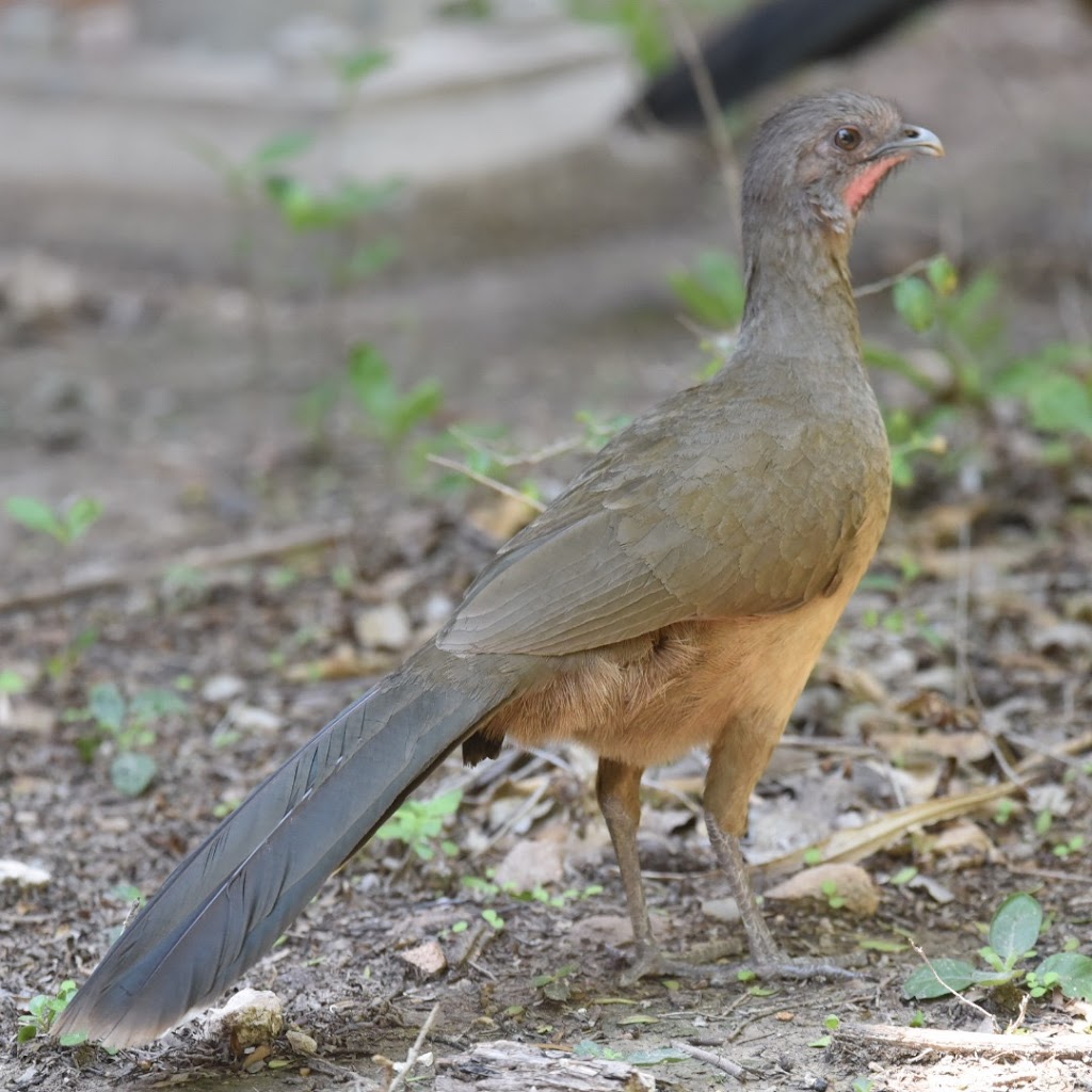 World Birding Center