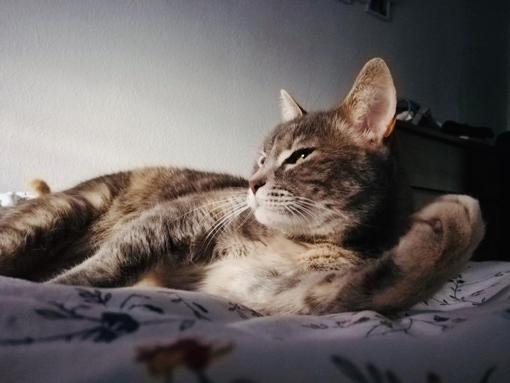 La Chopera Hospital Veterinario — Gato