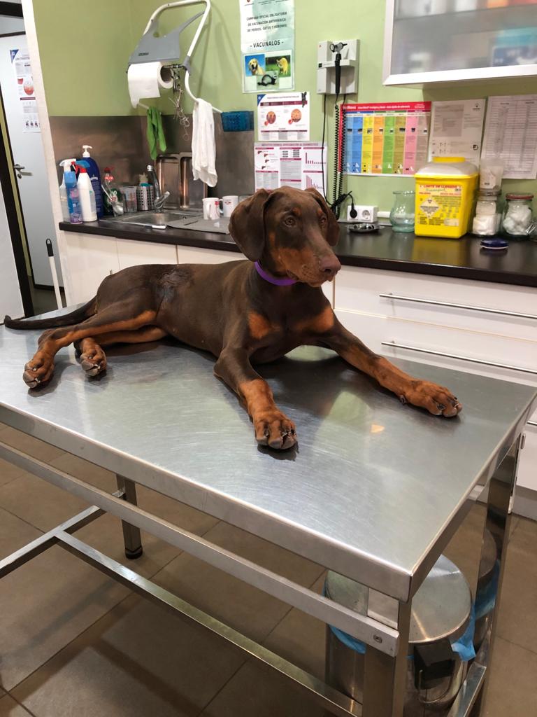 CLINICA VETERINARIA DELIZANA — Del propietario