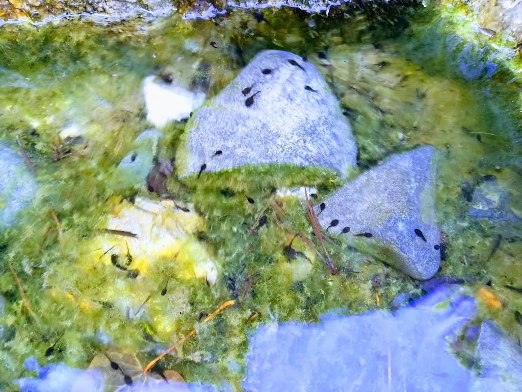 Fuente de Jarapalos