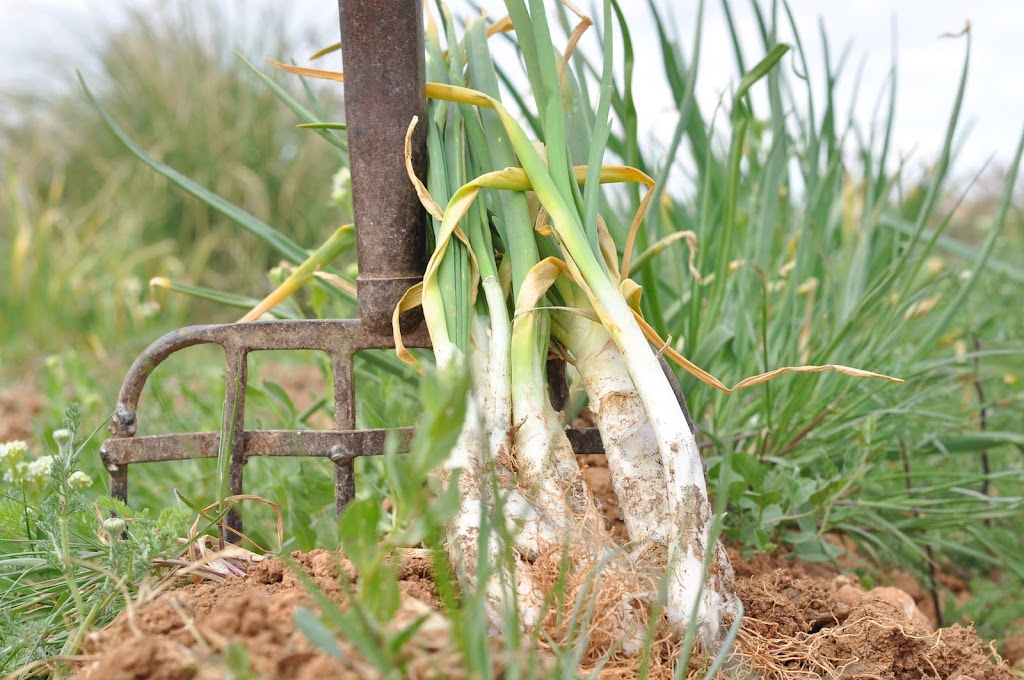 Espai Agroambiental Delta del Llobregat
