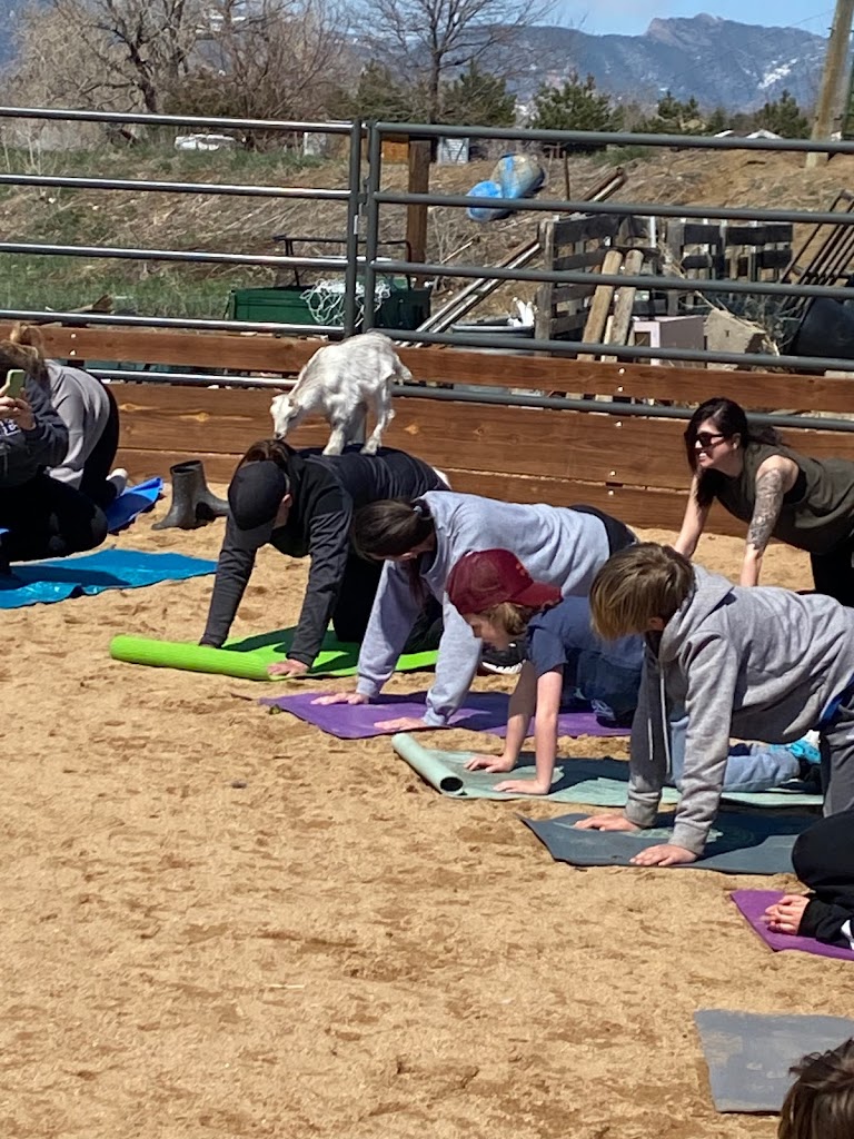  Arvada Goat Yoga