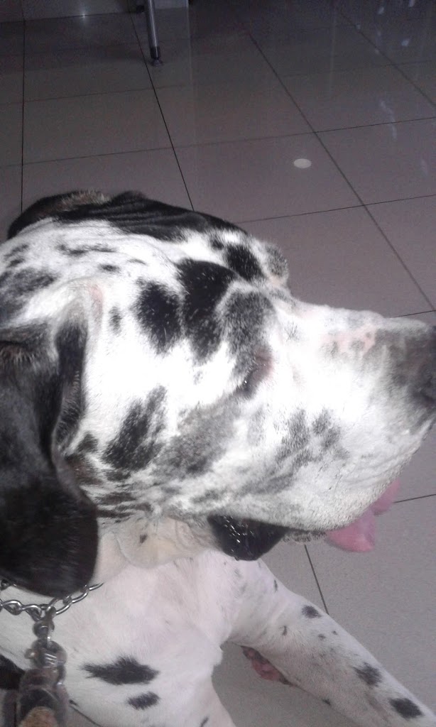 Perro
