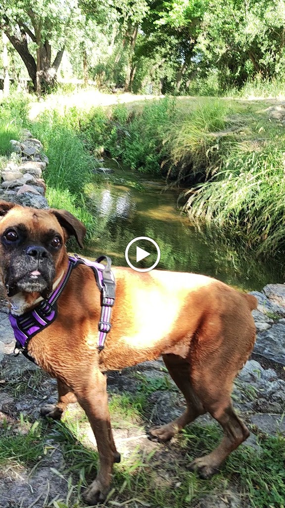 Hospital Veterinario Alcor — Videos