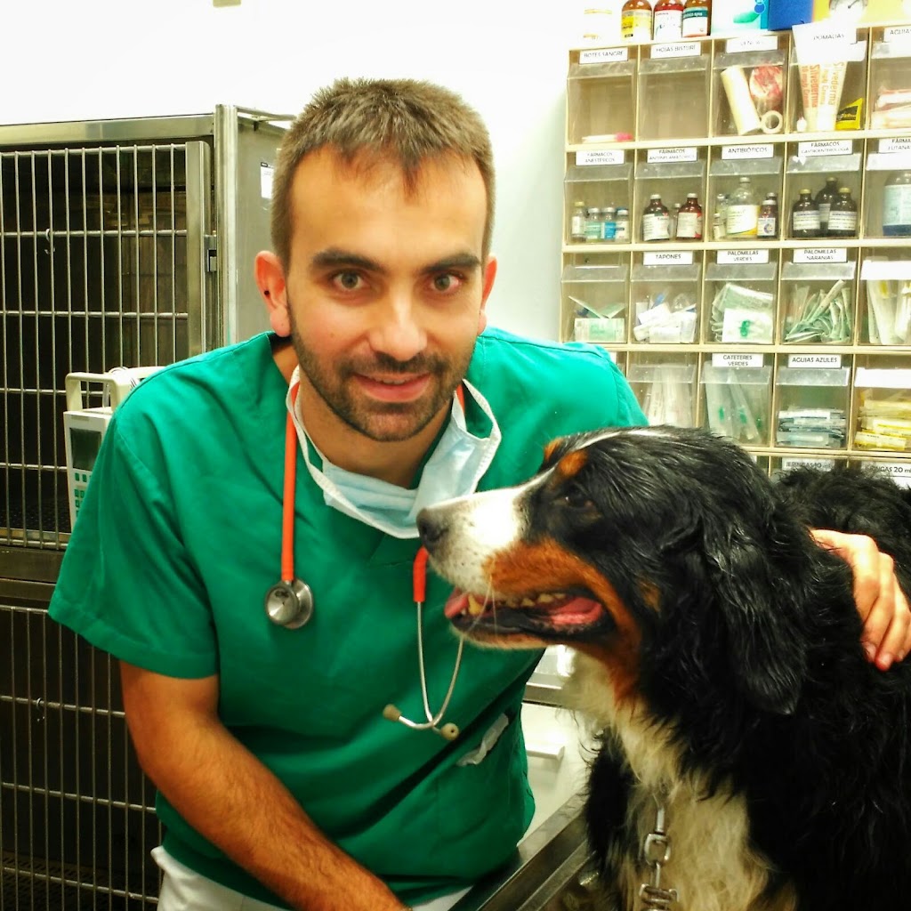 Bustillo Servicios Veterinarios — Perro