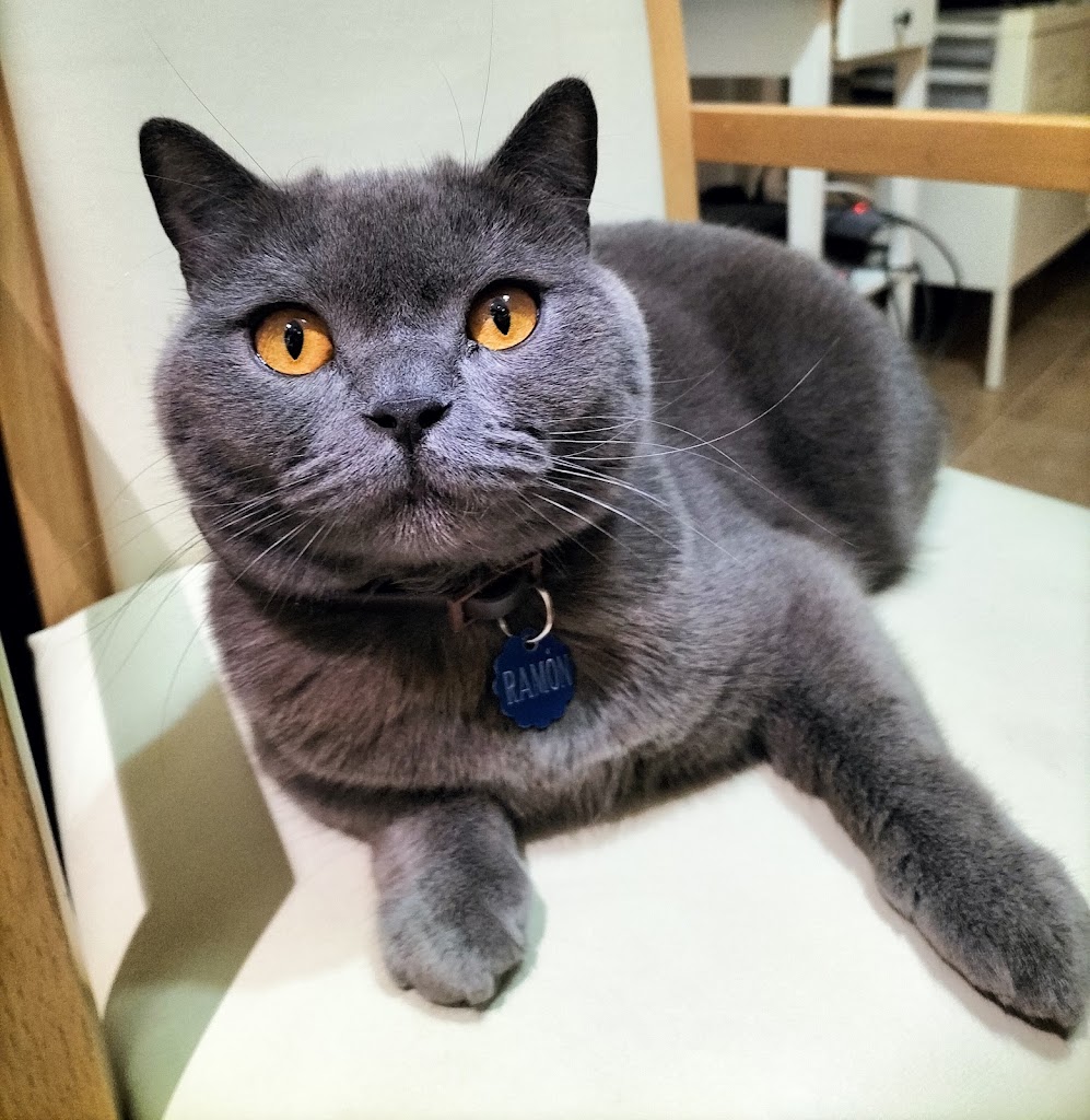 Veterinario Valencia Exoticos - Vivaria Clinica Veterinaria — Gato
