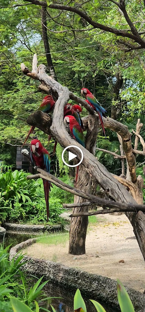 Videos