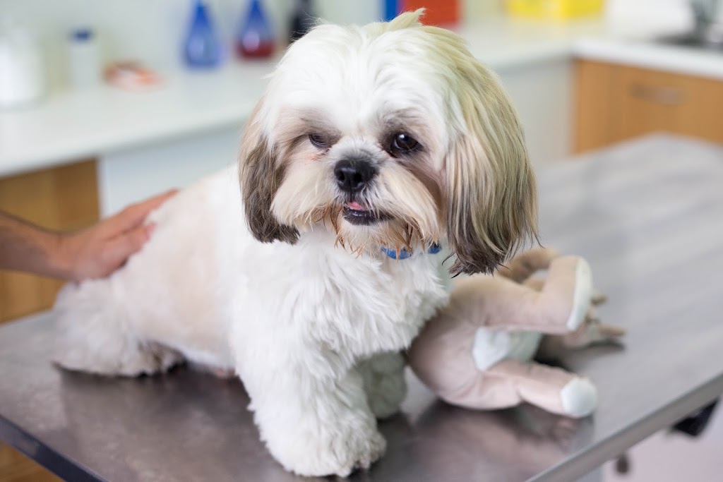 Guadalpet | Clinica Veterinaria — Perro