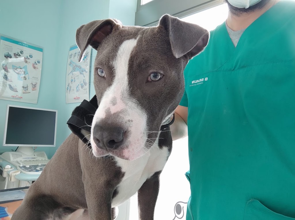 Clinica Veterinaria Etxelagun — Perro