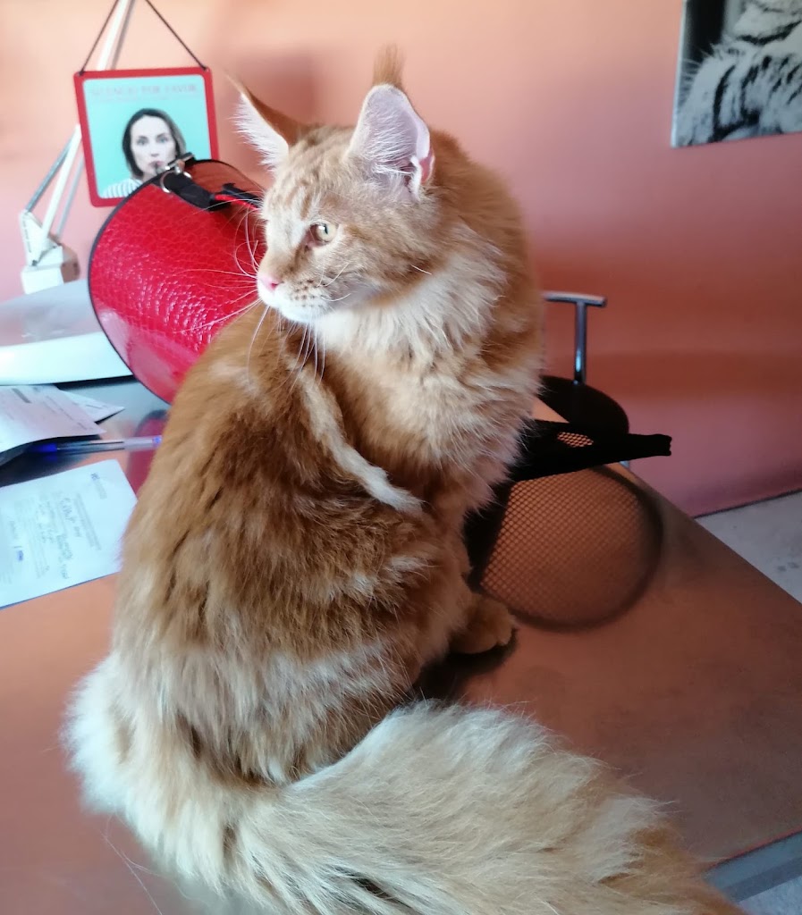 Clinica Veterinaria Maspalomas — Gato