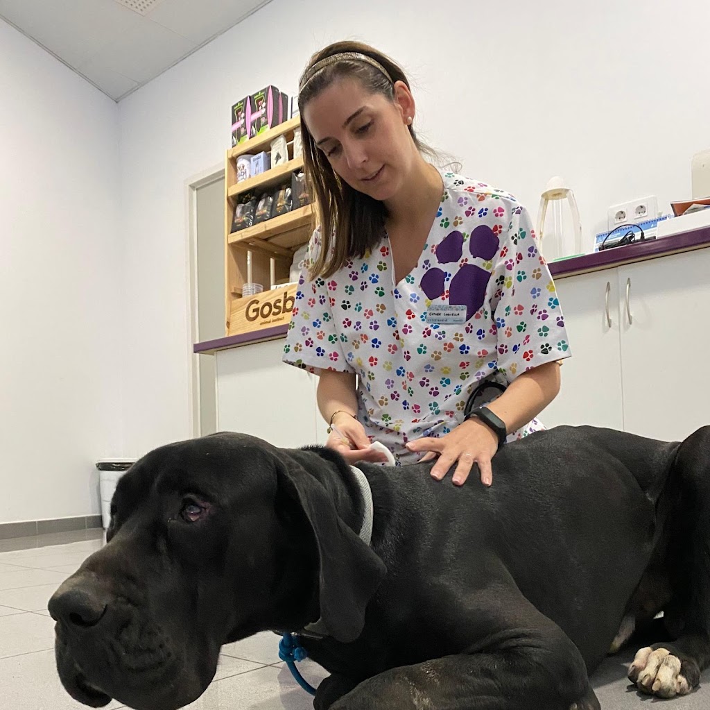 Clinica Veterinaria Okapi — Perro