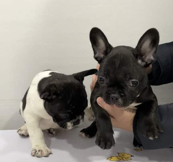 Clinica Veterinaria Castalia