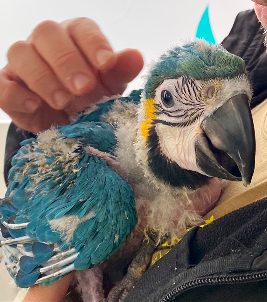 Consulta Veterinaria PetConsult - Pajareria Nieves — Del propietario