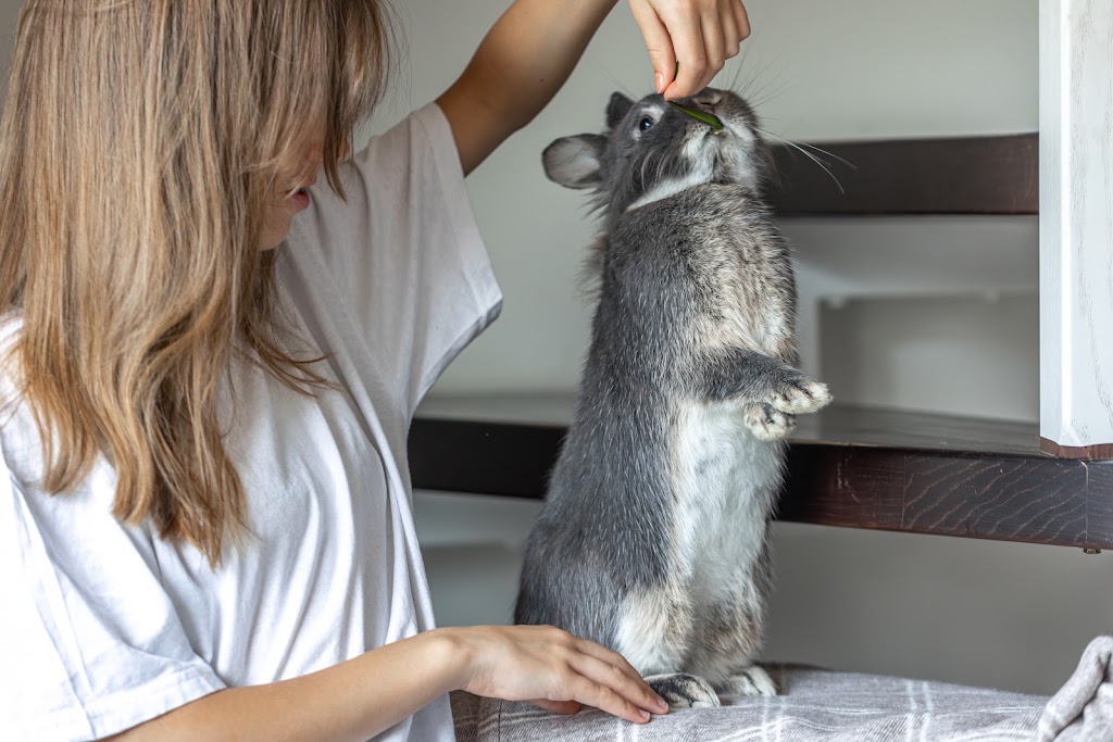 Pablo Vet — Mas recientes