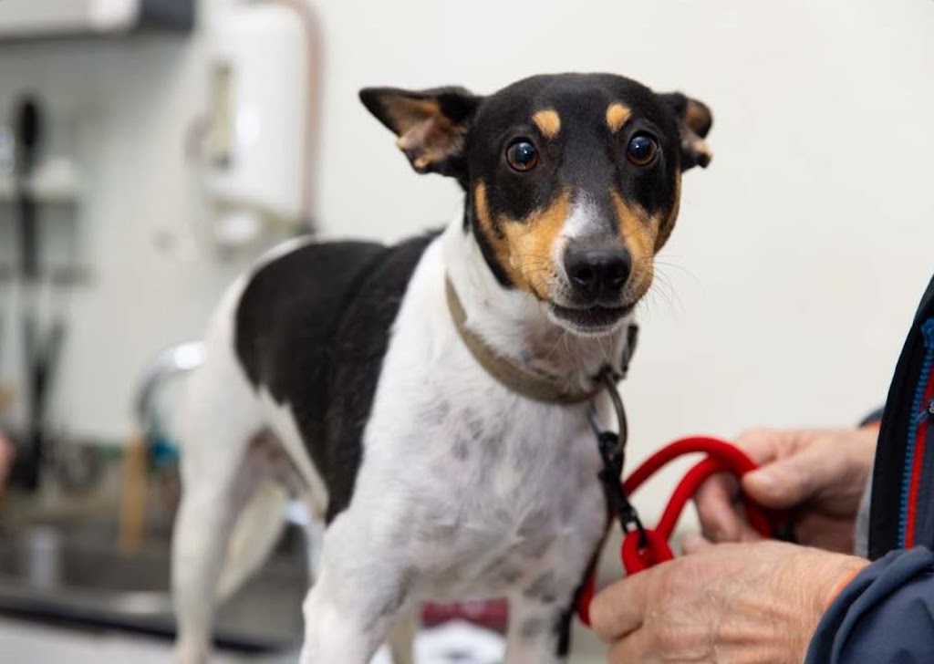 Clinica Veterinaria Etorbide Amorebieta — Perro