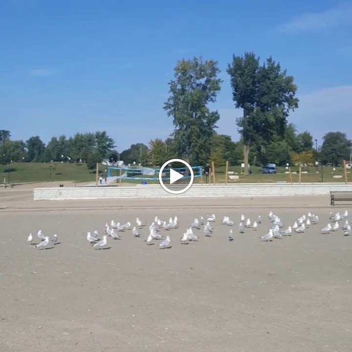 Videos