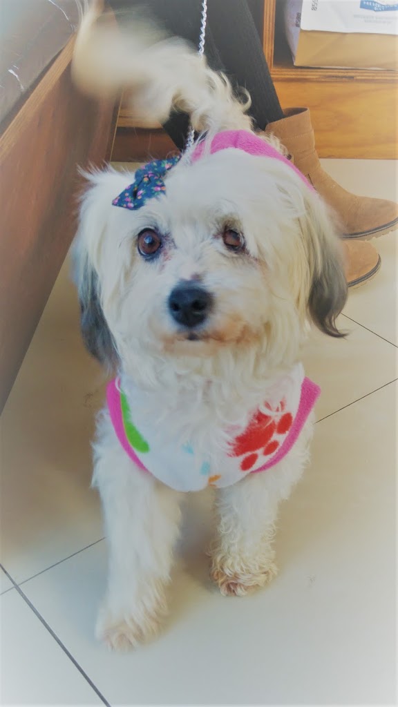 Perro