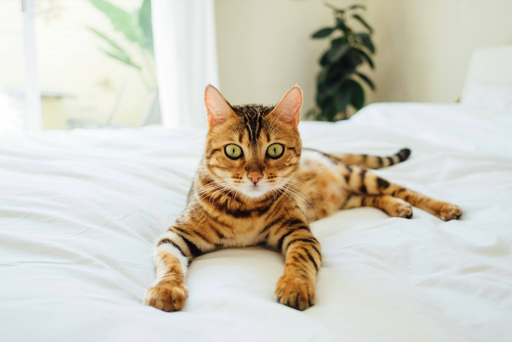 Clinica Veterinaria Caribe — Gato