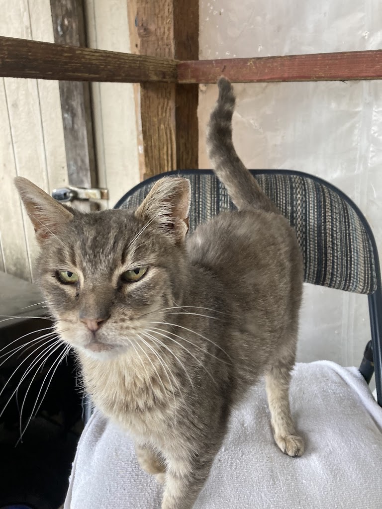 Gato