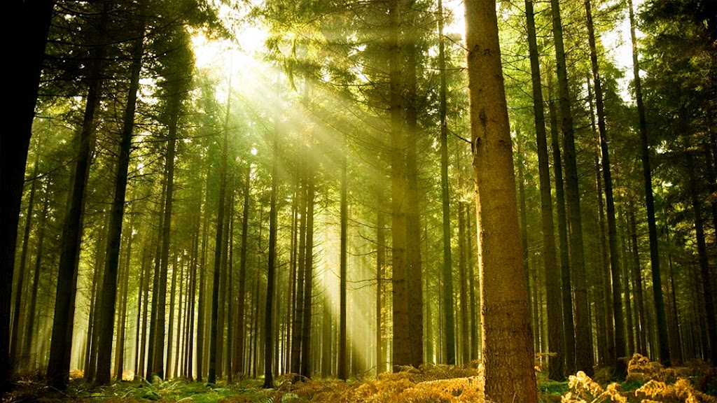 Funeraria A. Florido