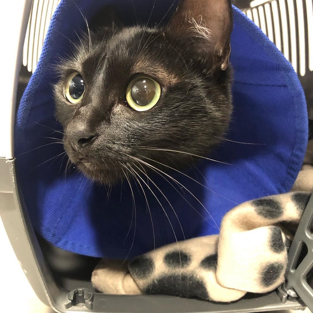 P.A.C. Veterinario San Lazaro — Gato