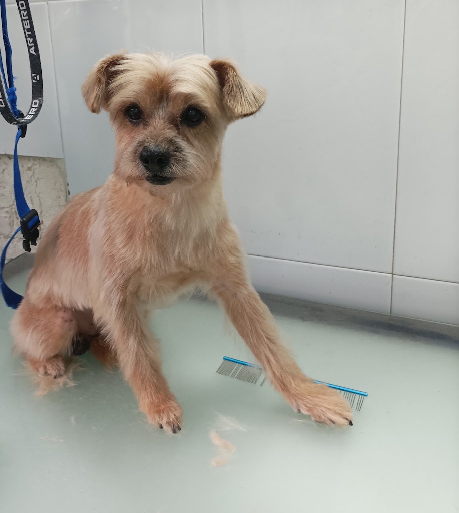 Clinica Veterinaria Castelao — Del propietario