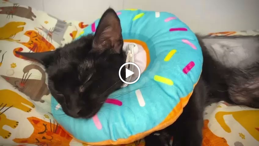 Integral Clinica Veterinaria Cullera — Videos
