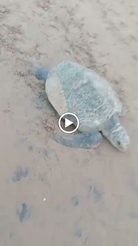 Videos