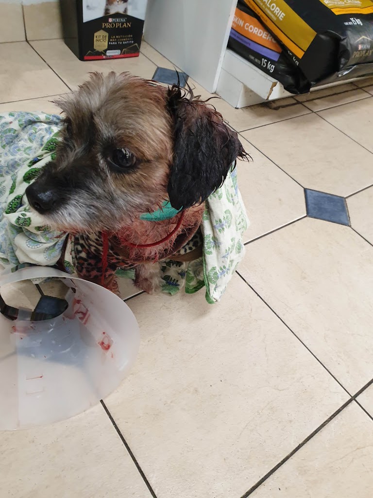 Perro