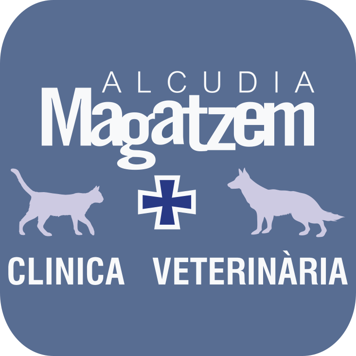 Clinica Veterinaria Alcudia Magatzem — Perro