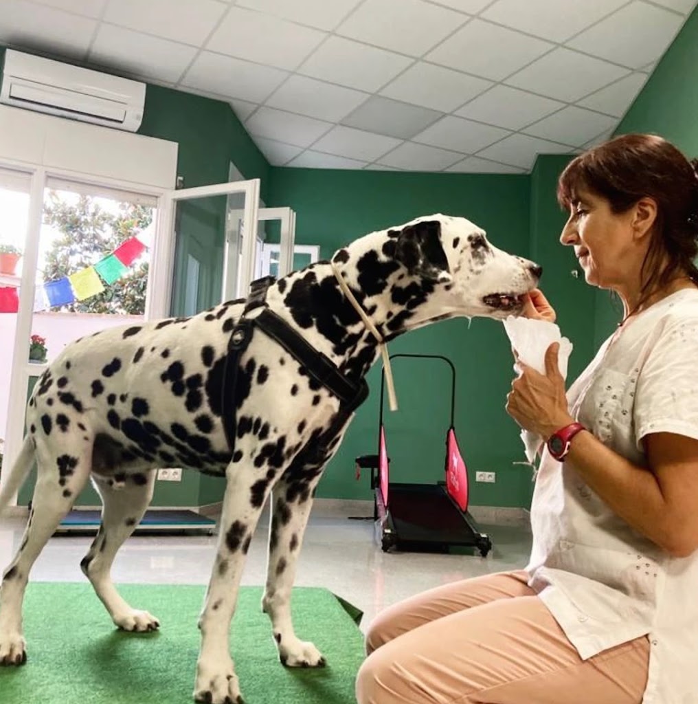 DHARMAVET Fisioterapia y Rehabilitacion Animal — Del propietario