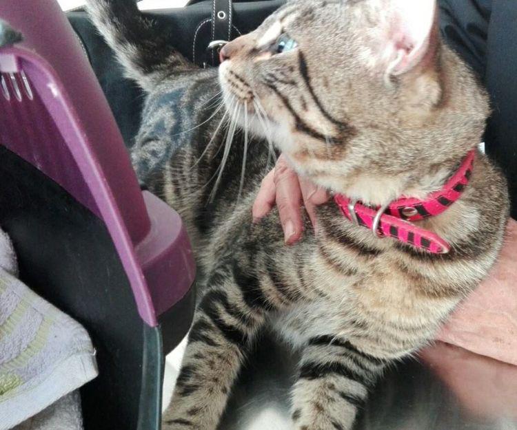 CLINICA VETERINARIA MANISES — Gato