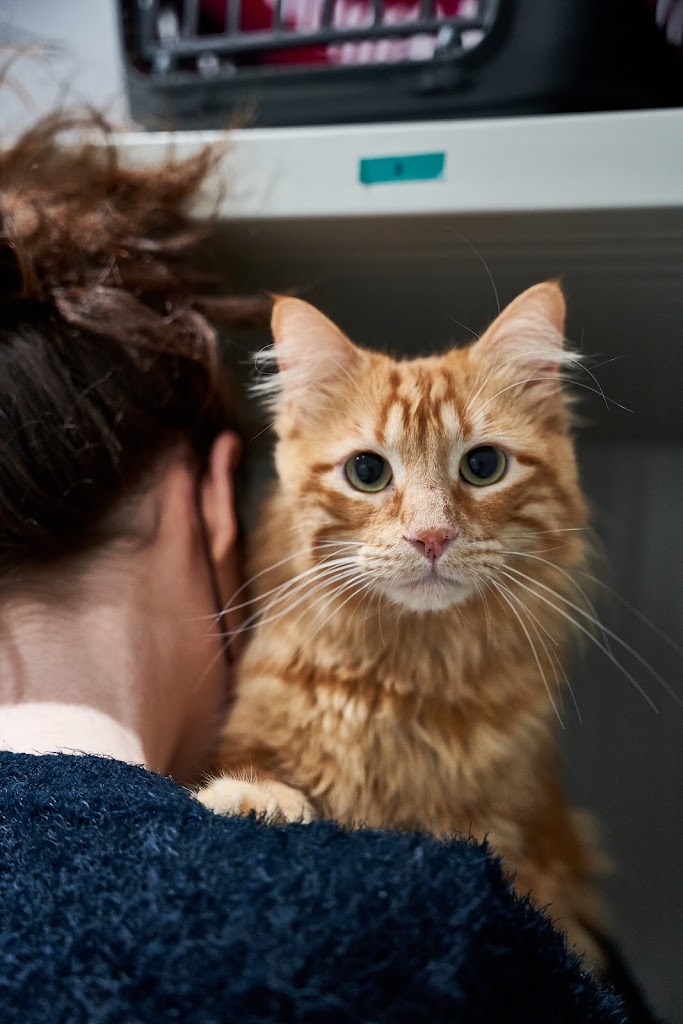 LidaVet | Clinica Veterinaria — Gato