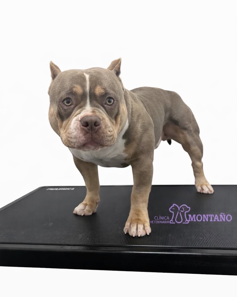 Clinica Veterinaria Montano — Mas recientes