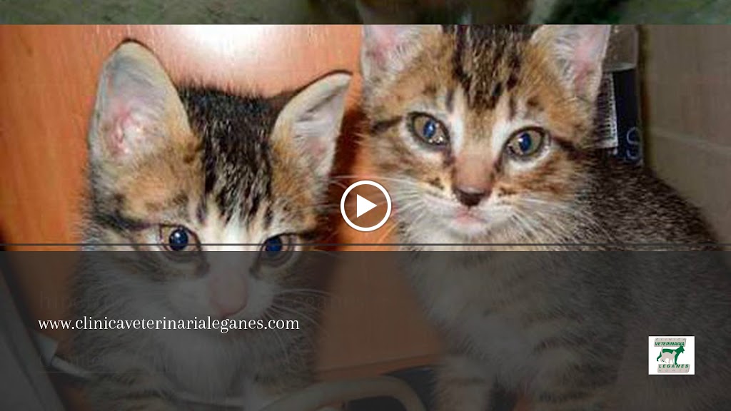 Clinica Veterinaria Leganes Norte — Videos