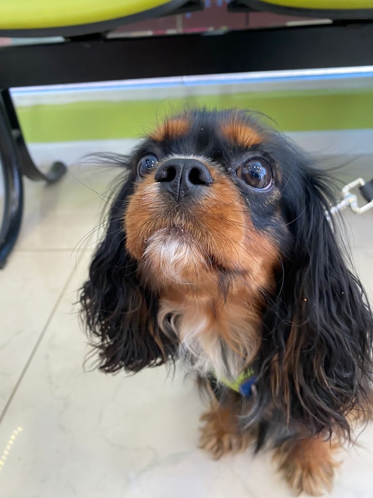 CLINICA VETERINARIUM II — Perro
