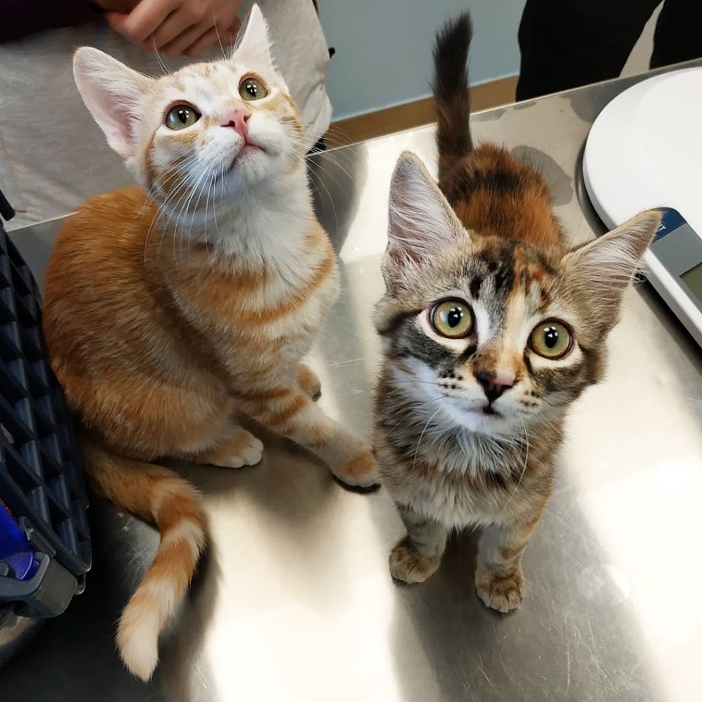 Clinica Veterinaria "Gran Danes" — Gato