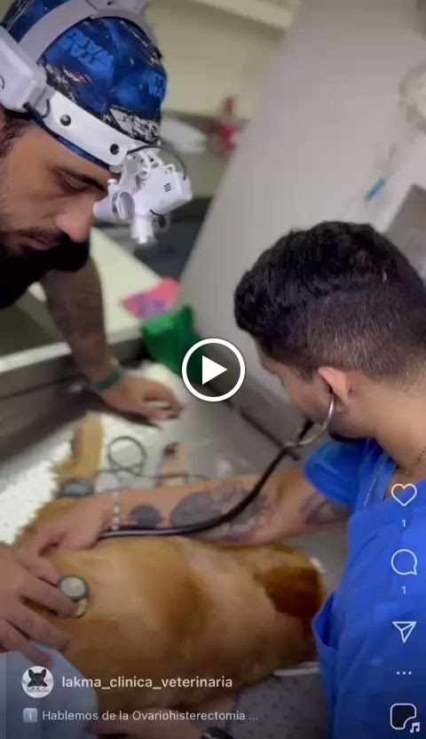 Del propietario