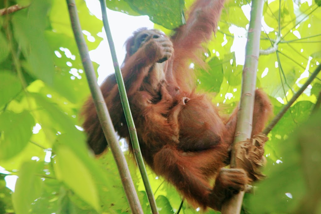 Ketambe Adventure | Trekking | Rafting | Hikking | Orang Utan