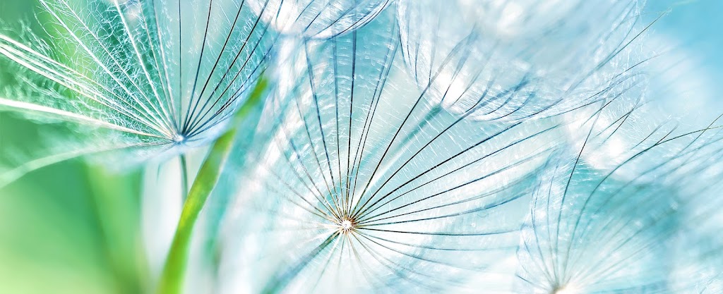 Dandelion Marketing