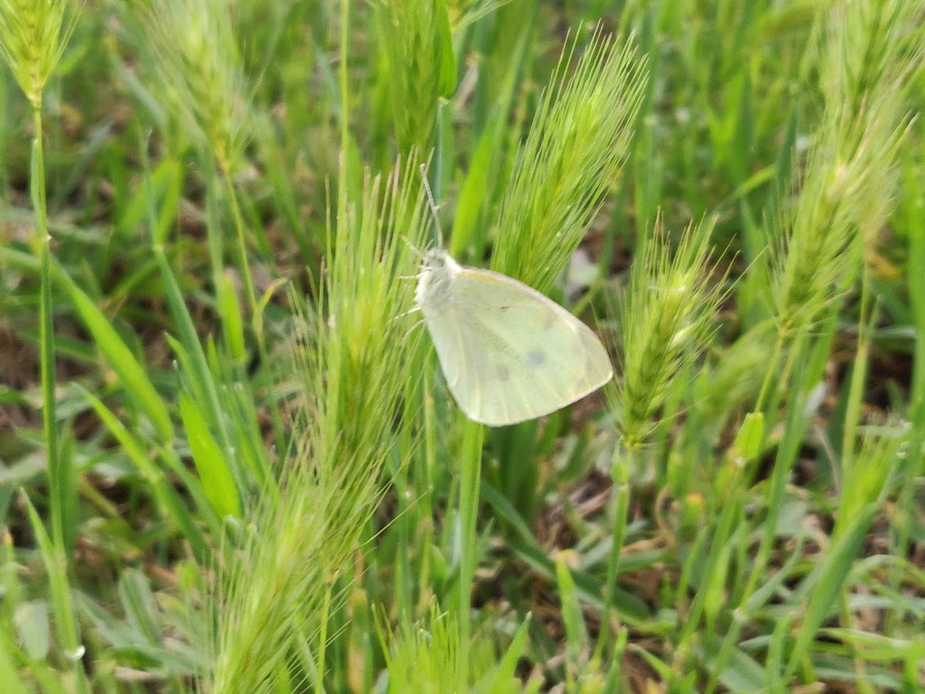 Campo de Futbol Majuelo