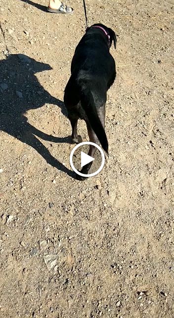 CLINICA VETERINARIA CHAMAN — Videos