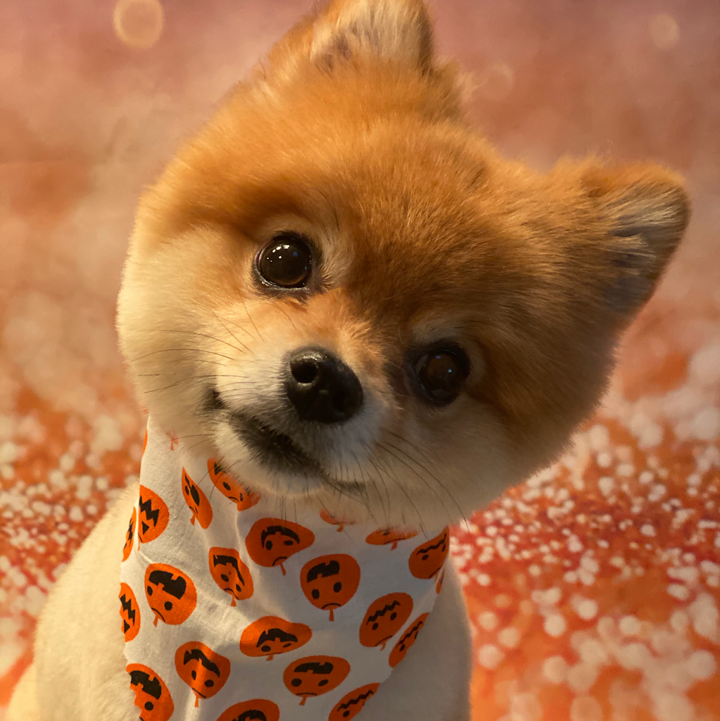 Pet groomer in Taylorsville