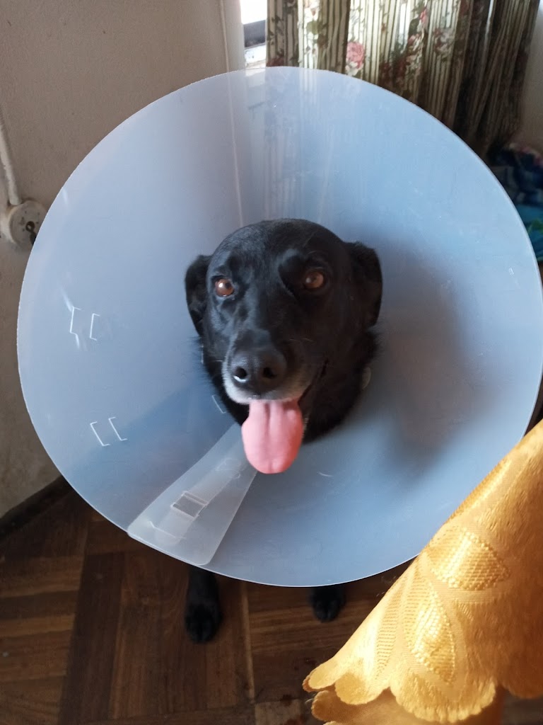 Perro